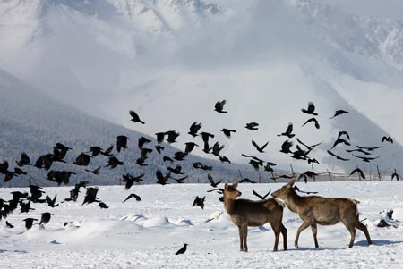 Two red deer are seen on a snow-covered pasture at the foot of Tianshan Mountain in Hami, northwest China&apos;s Xinjiang Uygur Autonomous Region, Feb. 14, 2009. [Xinhua] 
