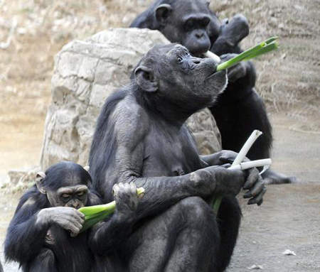 Several chimps eat scallion at Tama Zoo in Tokyo, Japan, Feb. 16, 2009. The chimps were trained to eat scallion four years ago in order to keep fit and avoid catching cold.[Xinhua/AFP]