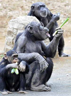 Several chimps eat scallion at Tama Zoo in Tokyo, Japan, Feb. 16, 2009. The chimps were trained to eat scallion four years ago in order to keep fit and avoid catching cold.[Xinhua/AFP]