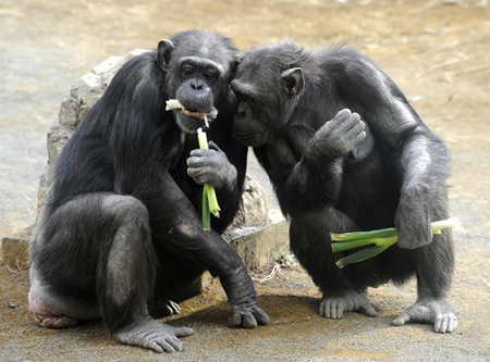 Two chimps eat scallion at Tama Zoo in Tokyo, Japan, Feb. 16, 2009.[Xinhua/AFP]