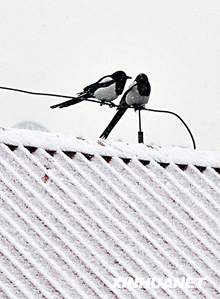 A pair of birds chirp on the snow-covered roof of a residential building in Beijing on Tuesday, February 17, 2009, when the Chinese capital city saw its first snow in early spring this year. Experts believe Tuesday's snowfall in Beijing's downtown areas would help alleviate drought and improve the air quality. [Xinhua]