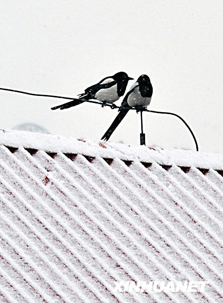 A pair of birds chirp on the snow-covered roof of a residential building in Beijing on Tuesday, February 17, 2009, when the Chinese capital city saw its first snow in early spring this year. Experts believe Tuesday's snowfall in Beijing's downtown areas would help alleviate drought and improve the air quality.
