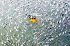 Numerous fish emerge out of water for fresh air at Yundang Lake in Xiamen, Fujian province on Sunday evening, February 15, 2009. A biology professor from a local university said the fish might be forced up to breathe due to underwater oxygen shortage. The shortage might probably be a result of weather changes or water pollution. [Xiamen Business News] 