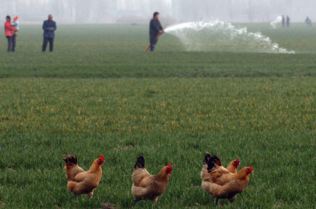 A local villager pumps water to irrigate his wheat farmland at Hancun Township in Huaibei City, east China's Anhui Province, Feb. 17, 2009. Local residents continue to water their wheat seedlings to ensure the growth after the most severe drought hit northern and eastern China in half a century.[Xinhua]