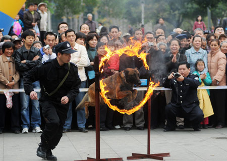 A police dog jumps through a fire ring at the command of a Chinese police officer during a city show for local residents at a square in Liuzhou, southwest China's Guangxi Zhuang Autonomous Region, Feb. 17, 2009. Local police authority displayed anti-riot vehicles, police weapons and showed the skills of police dogs, expecting to facilitate the understandings between local police and residents.[Li Bin/Xinhua] 