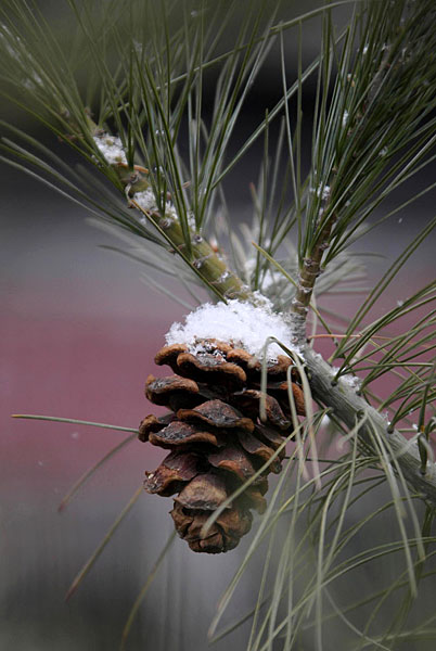 A pine cone is covered with snow in Beijing, capital of China, Feb. 17, 2009. The icy weather gripped the city on Tuesday morning. (Xinhua/Wang Yongji)