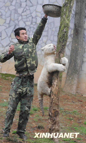 A snow white tiger cub climbs a tree trunk while playing with a zookeeper at Guiyang Wildlife Zoo, Guizhou province Tuesday, February 17, 2009. The cub was born to two white Bengal tigers on September 20, 2008. 
