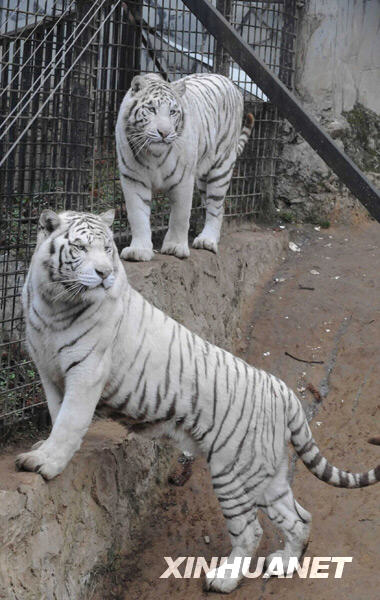 Dad (front) and mom of the snow white tiger cub at Guiyang Wildlife Zoo, Guizhou province Tuesday, February 17, 2009. Three white female cubs were born to the pair on September 20, 2008. One cub died after birth, the other two survived. According to a researcher from the local branch of Chinese Academy of Sciences, only 250-300 living white tigers are recorded worldwide, even fewer of them are silver white. 