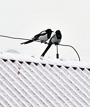Two birds are perched on an electric wire in Beijing, February 17, 2009. Snow flakes quietly fell in Beijing's downtown areas early Tuesday morning, driving the temperature below zero. [Xinhua] 