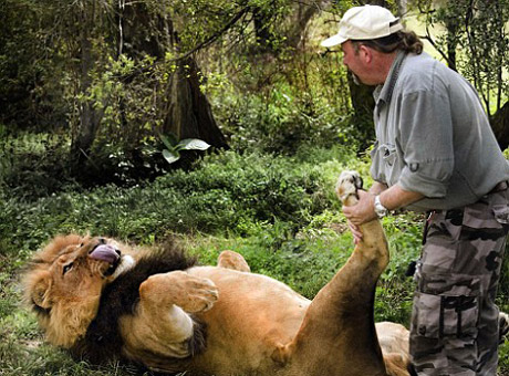 British zookeeper Alex Larenty gives Jamu the lion a relaxing massage. [Xinhuanet/Agencies]