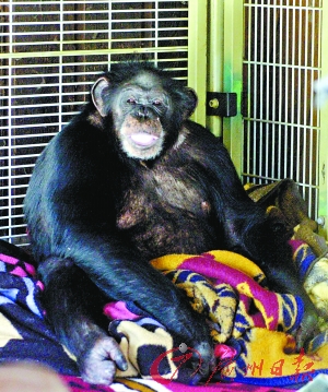  The chimp is taken a picture on his birthday. A 200-pound domesticated chimpanzee in U.S. who once starred in TV commercials for Old Navy and Coca-Cola was shot dead by police after a violent rampage that left a friend of its owner badly mauled. [Guangzhou Daily]