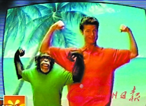 The chimp is seen on a TV commercial. A 200-pound domesticated chimpanzee in U.S. who once starred in TV commercials for Old Navy and Coca-Cola was shot dead by police after a violent rampage that left a friend of its owner badly mauled. [Guangzhou Daily]