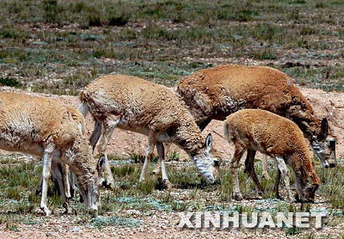 Photo taken on Aug. 21, 2007 shows the Tibetan antelopes foreaging on the grassland.