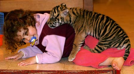 Israeli girl Gali Avni Magen plays with Sylvester, an 8-week-old Sumatran tiger cub, in her home in Zur Hadassa near Jerusalem February 20, 2009. 