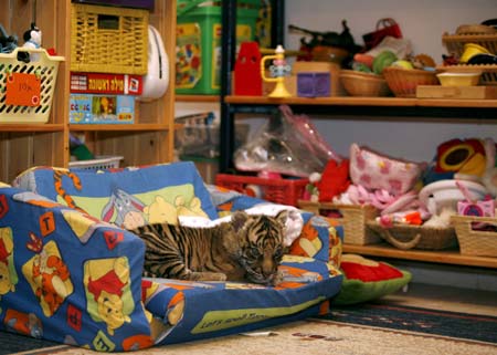 Sylvester, an 8-week-old Sumatran tiger cub, lies at the home of Jerusalem's Biblical Zoo veterinarian in Zur Hadassa near Jerusalem February 20, 2009.