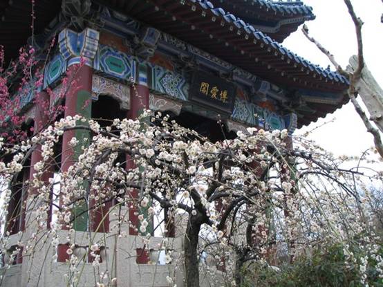 Plum blossoms display their vivid colors on Nanjing's Purple Mountain on an early spring morning. Nanjing's annual Plum Blossom Festival is one of the former capital city's major tourist attractions. The festival opened on February 20th this year. [David Klatt/ China.org.cn] 