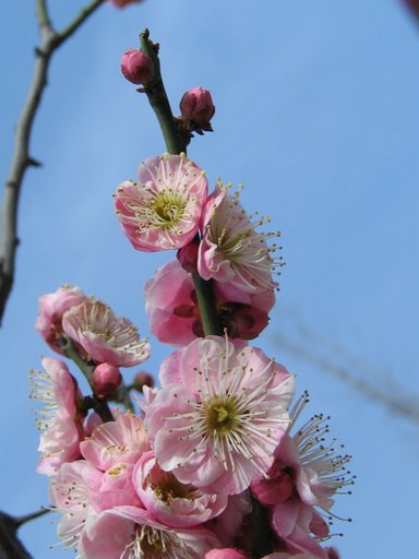 Plum blossoms display their vivid colors on Nanjing's Purple Mountain on an early spring morning. Nanjing's annual Plum Blossom Festival is one of the former capital city's major tourist attractions. The festival opened on February 20th this year. [David Klatt/ China.org.cn] 