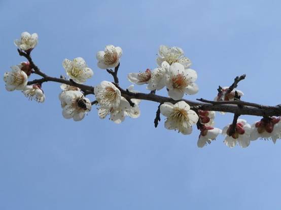 Plum blossoms display their vivid colors on Nanjing's Purple Mountain on an early spring morning. Nanjing's annual Plum Blossom Festival is one of the former capital city's major tourist attractions. The festival opened on February 20th this year. [David Klatt/ China.org.cn] 