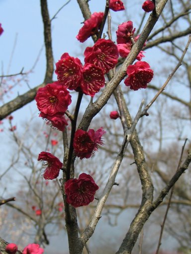 Plum blossoms display their vivid colors on Nanjing's Purple Mountain on an early spring morning. Nanjing's annual Plum Blossom Festival is one of the former capital city's major tourist attractions. The festival opened on February 20th this year. [David Klatt/ China.org.cn] 