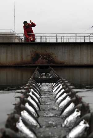 A woman worker takes a glass of water for tests from the filter pool after the contaminated water plant resumed operations in west Yancheng City, east China's Jiangsu Province, on Feb. 23, 2009. The water plant has been closed for three days because of contamination by the disinfectant phenol, and resumed operations at 2 a.m. on Feb. 23. [Xinhua] 