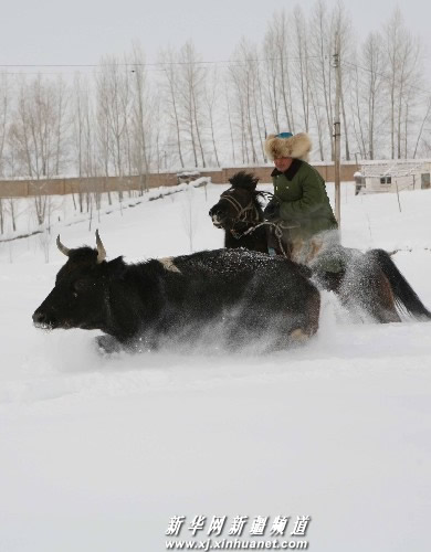 Photo taken on February 17, 2009 shows the cattle in Laster Village, Altay Region of Xinjiang, which was hit by a heavy snowfall. 
