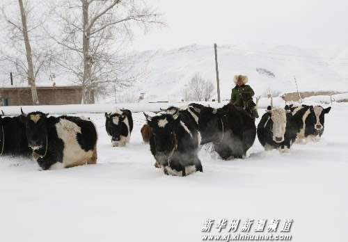 Photo taken on February 17, 2009 shows the cattle in Laster Village, Altay Region of Xinjiang, which was hit by a heavy snowfall.