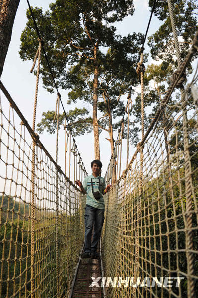 A visitor walks across the skybridge built 30 meters in the air and held together by tying the bridge between &apos;umbrella trees&apos; in the forest of southwest China&apos;s Yunnan province on February 21, 2009.