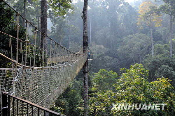  A visitor walks across the skybridge built 30 meters in the air and held together by tying the bridge between 'umbrella trees' in the forest of southwest China's Yunnan province on February 21, 2009. These trees are shaped like big umbrellas, the tallest of which soar over 80 meters in the sky. The are the tallest species of trees currently in Asia. The 500-meter long skybrige has drawn tourists from all walks of life to enjoy 'a walk in the air'. [Photo: Xinhuanet]