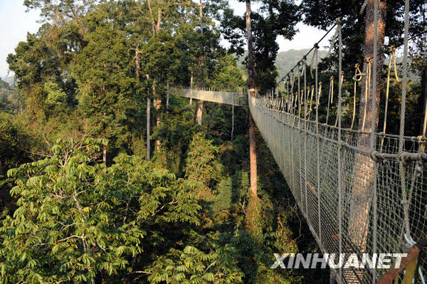 A visitor walks across the skybridge built 30 meters in the air and held together by tying the bridge between &apos;umbrella trees&apos; in the forest of southwest China&apos;s Yunnan province on February 21, 2009. These trees are shaped like big umbrellas, the tallest of which soar over 80 meters in the sky. The are the tallest species of trees currently in Asia. The 500-meter long skybrige has drawn tourists from all walks of life to enjoy &apos;a walk in the air&apos;. [Photo: Xinhuanet]