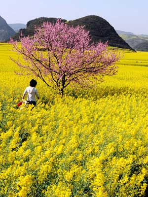 A Chinese tourist enjoys beautiful scenery at rape field in Luoping county, southwest China's Yunan Province, Feb. 24, 2009. Luoping with its well-known scenery of rape in early spring attracts tourists across the world every year.[Feng Li/Xinhua]