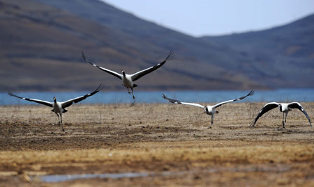 Some blacknecked cranes fly in a national park in Shaotong, southwest China's Yunnan Province, Feb. 25, 2009. About 1,400 blacknecked cranes spent their winter here from the end of 2008 to early 2009, which hit a historical record. [Lin Yiguang/Xinhua] 