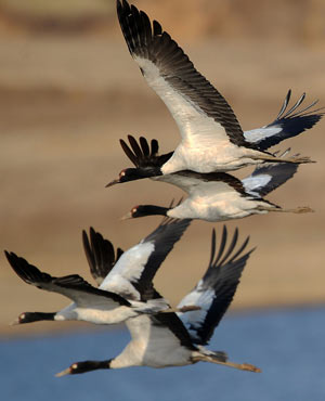 Some blacknecked cranes fly in a national park in Shaotong, southwest China's Yunnan Province, Feb. 24, 2009. About 1,400 blacknecked cranes spent their winter here from the end of 2008 to early 2009, which hit a historical record. [Lin Yiguang/Xinhua] 