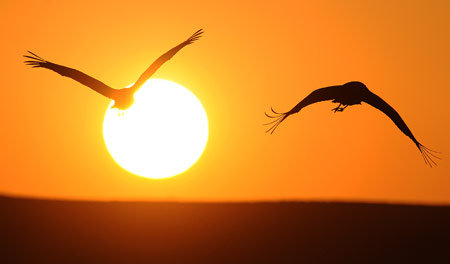 Some blacknecked cranes fly in a national park in Shaotong, southwest China's Yunnan Province, early Feb. 25, 2009. About 1,400 blacknecked cranes spent their winter here from the end of 2008 to early 2009, which hit a historical record. [Lin Yiguang/Xinhua] 