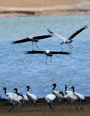 Some blacknecked cranes fly in a national park in Shaotong, southwest China's Yunnan Province, Feb. 25, 2009. About 1,400 blacknecked cranes spent their winter here from the end of 2008 to early 2009, which hit a historical record. [Lin Yiguang/Xinhua] 