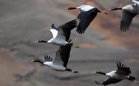 Some blacknecked cranes fly in a national park in Shaotong, southwest China's Yunnan Province, Feb. 25, 2009. About 1,400 blacknecked cranes spent their winter here from the end of 2008 to early 2009, which hit a historical record. [Lin Yiguang/Xinhua] 