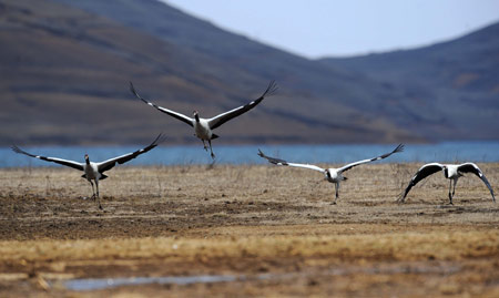 Some blacknecked cranes fly in a national park in Shaotong, southwest China's Yunnan Province, Feb. 25, 2009. About 1,400 blacknecked cranes spent their winter here from the end of 2008 to early 2009, which hit a historical record.