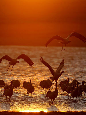 Some blacknecked cranes fly in a national park in Shaotong, southwest China's Yunnan Province, early Feb. 25, 2009. About 1,400 blacknecked cranes spent their winter here from the end of 2008 to early 2009, which hit a historical record.