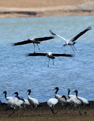 Some blacknecked cranes fly in a national park in Shaotong, southwest China's Yunnan Province, Feb. 25, 2009. About 1,400 blacknecked cranes spent their winter here from the end of 2008 to early 2009, which hit a historical record.