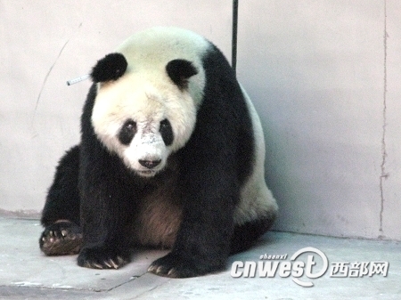 Xiaoming is a male wild panda discovered by farmers in the mountains in Taibai County, Shaanxi, in March, 2007. The panda was completely blind in his right eye and had a cataract on the left eye.