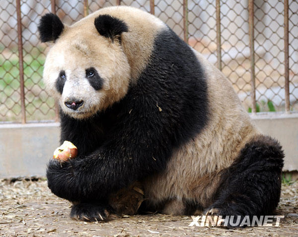 Xiaoming, a male wild panda, was eating an apple on February 20, 2009. He received the cataract surgery on Dec. 20 last year.