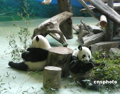 The panda pair Tuan Tuan and Yuan Yuan eat bamboo together at the Taipei Zoo on Saturday, February 28, 2009. [Photo: cnsphoto]