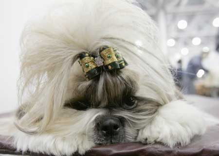 A Shih Tzu waits for the show during the annual International Dog Show Eurasia-2009 in Moscow, Feb. 28, 2009. 