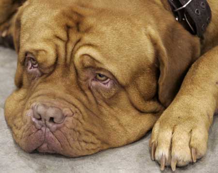 A Bordeaux dog waits for the annual International Dog Show Eurasia-2009 in Moscow Feb. 28, 2009.