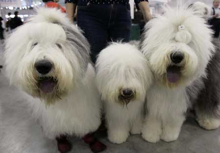 Bobtail dogs wait for the annual International Dog Show Eurasia-2009 in Moscow, Feb. 28, 2009.