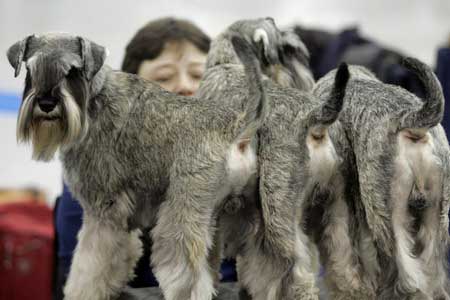 Mini Schnauzers wait for the annual International Dog Show Eurasia-2009 in Moscow, Feb. 28, 2009. (Xinhua/Reuters Photo)