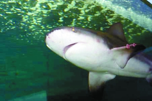 A bull shark swimming in a fish tank. Known to scientists as Carcharhinus leucas, the bull shark is among the world's most dangerous shark species. [File Photo: sznews.com] 