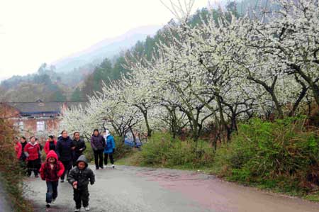 Vistors roam the path with blooming pear aside as they attend the opening ceremony of 'Golden Sea and Snow Mountains' tourist promoting campaign held in Guiding, a county of southwest China's Guizhou Province, March 1, 2009.