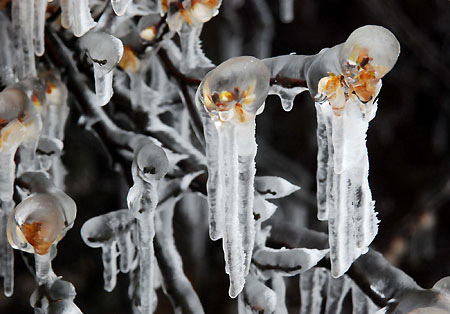  Flower buds are covered in icicles at the Mount Lu scenic spot in Jiujiang city, east China&apos;s Jiangxi province, March 1, 2009. A recent cold front over Jiangxi&apos;s Mount Lu led to overcast skies and precipitation that froze overnight creating frost and icicles. [Xinhua]