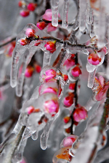 Flower buds are covered in icicles at the Mount Lu scenic spot in Jiujiang city, east China's Jiangxi province, March 1, 2009. A recent cold front over Jiangxi's Mount Lu led to overcast skies and precipitation that froze overnight creating frost and icicles. [Xinhua] 