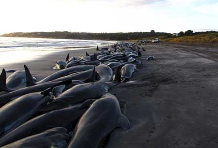 Some of the stranded pilot whales on a King Island beach are seen in this handout obtained March 2, 2009. Rescuers were trying on Monday to save dozens of pilot whales after almost 200 beached themselves on an island near Australia's southern state of Tasmania, with many already dead. 